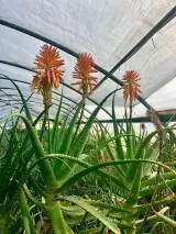 Aloe Arborescens seedling