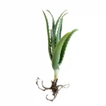 Plántula de Aloe Arborescens