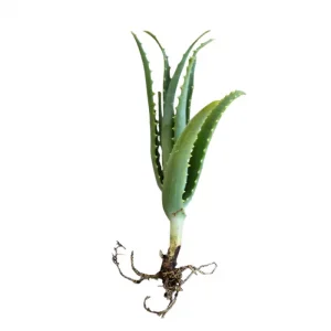 Plántula de Aloe Arborescens