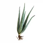 Aloe Vera Barbadensis Plant – 2 Seedlings
