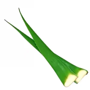 Aloe Vera Blatt – Italienische Bio-Pflanze – Molise