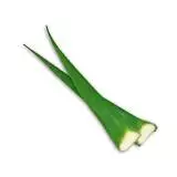 Aloe Vera Leaf – Organic Italian Plant – Molise