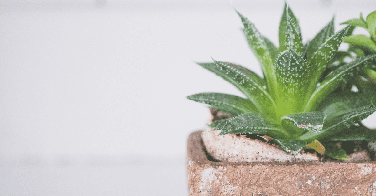 Aloe vera e gastrite cosa fare