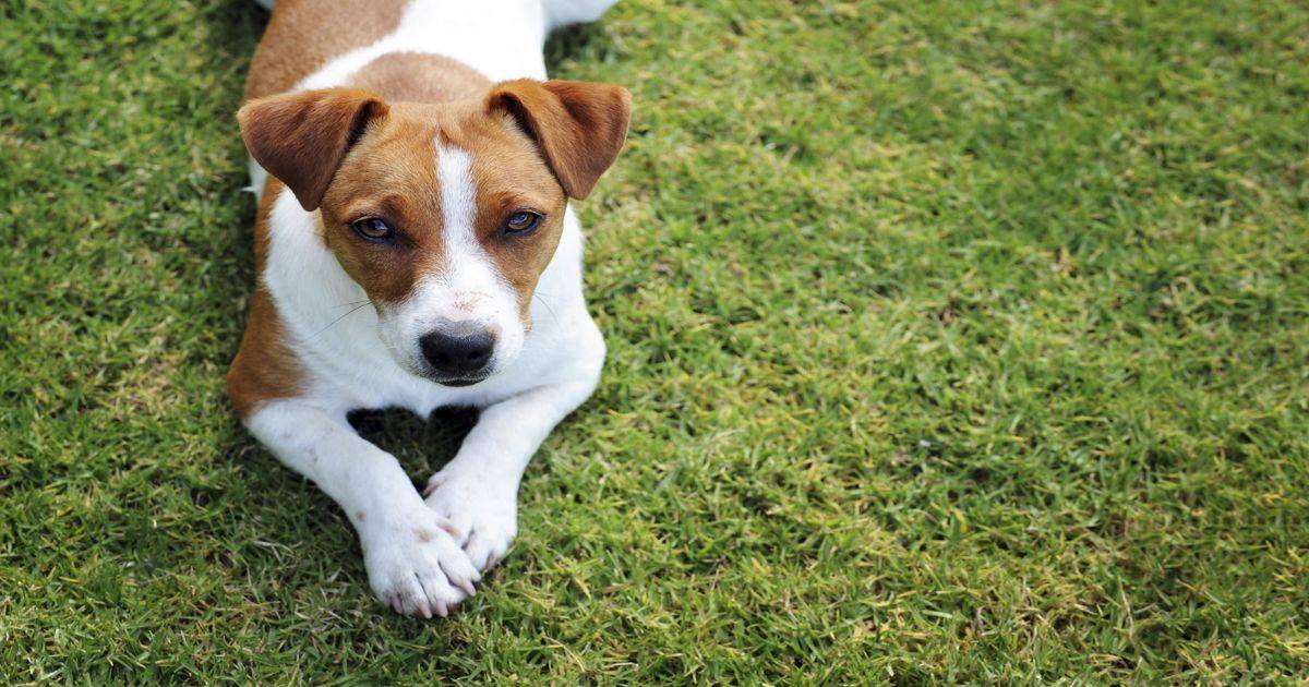 blogs posts dog 1
