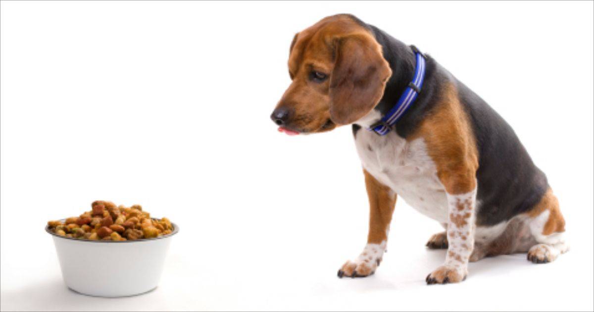 blogs posts dogfood 1