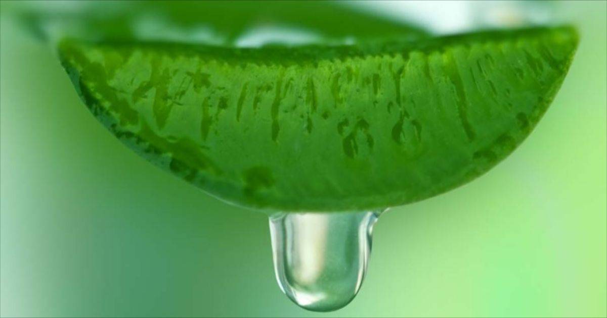 aloe vera da bere