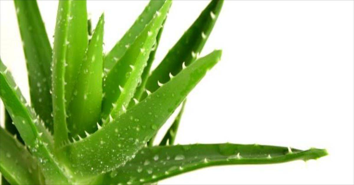 blogs posts nutrire piante aloe 1