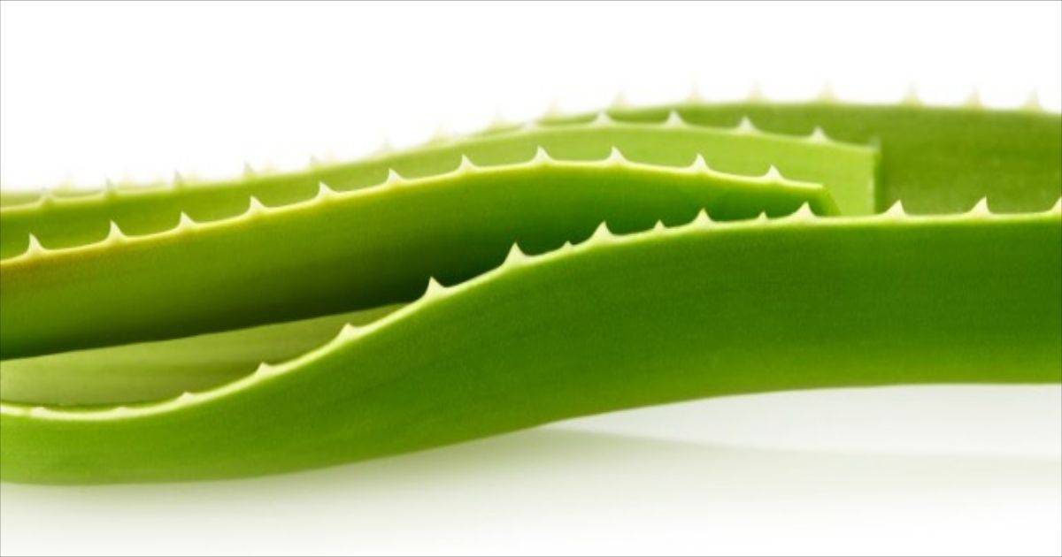 blogs posts foglie gel aloe vera cicatrici 2