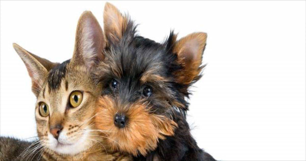 blogs posts aloe vera cistite cani gatti 1