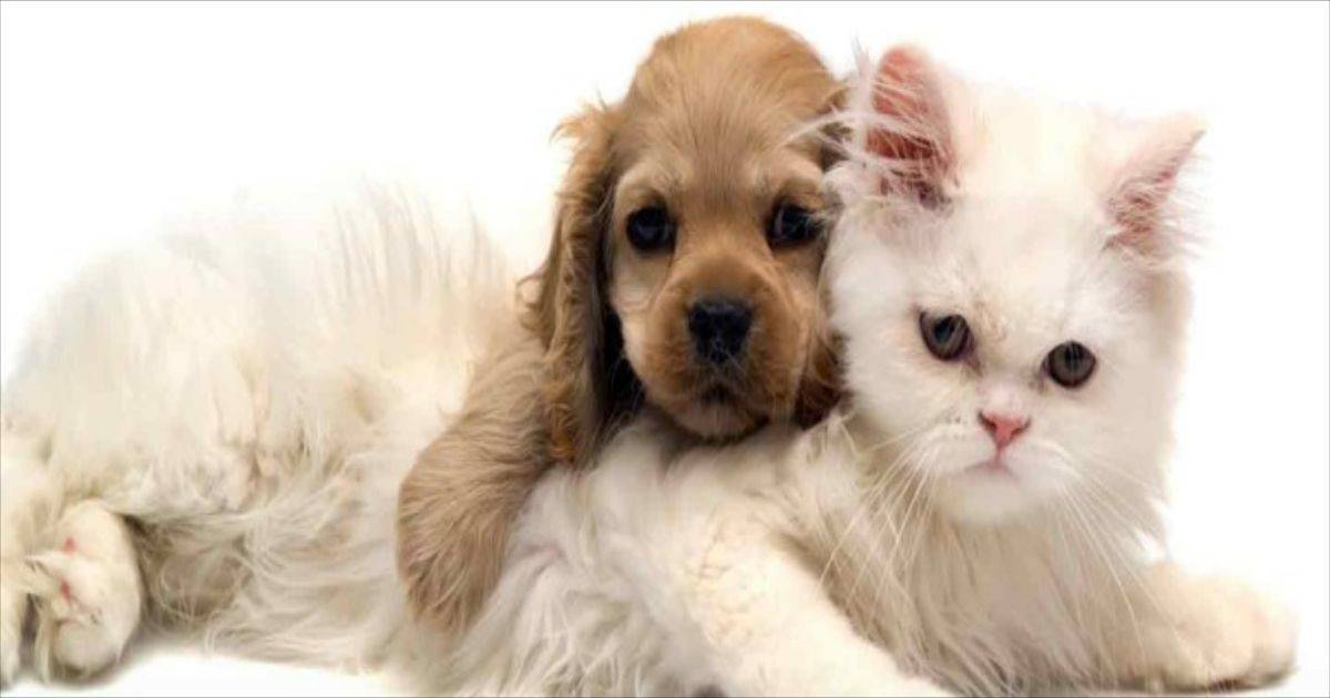 pulci cani e gatti