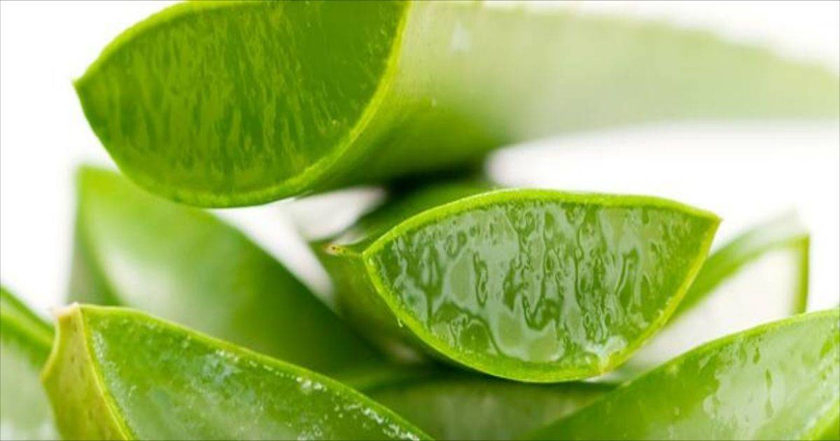 aloe vera per nutrire le piante