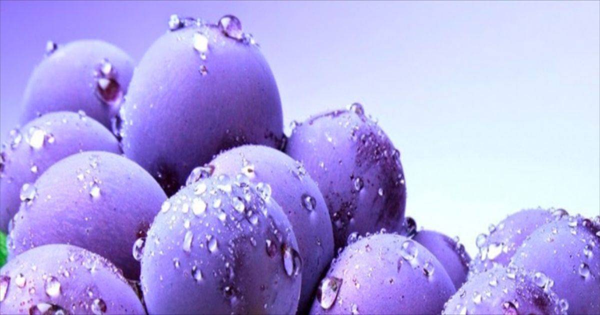 blogs posts blueb mirtillo