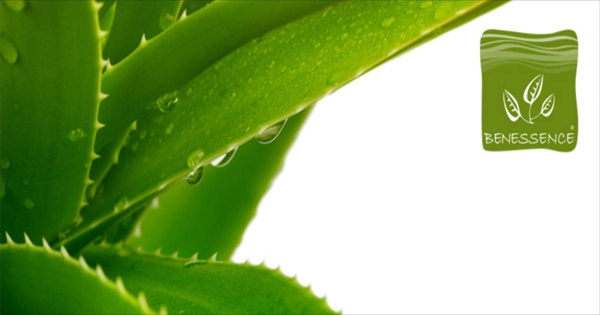 blogs posts aloe foglia 1