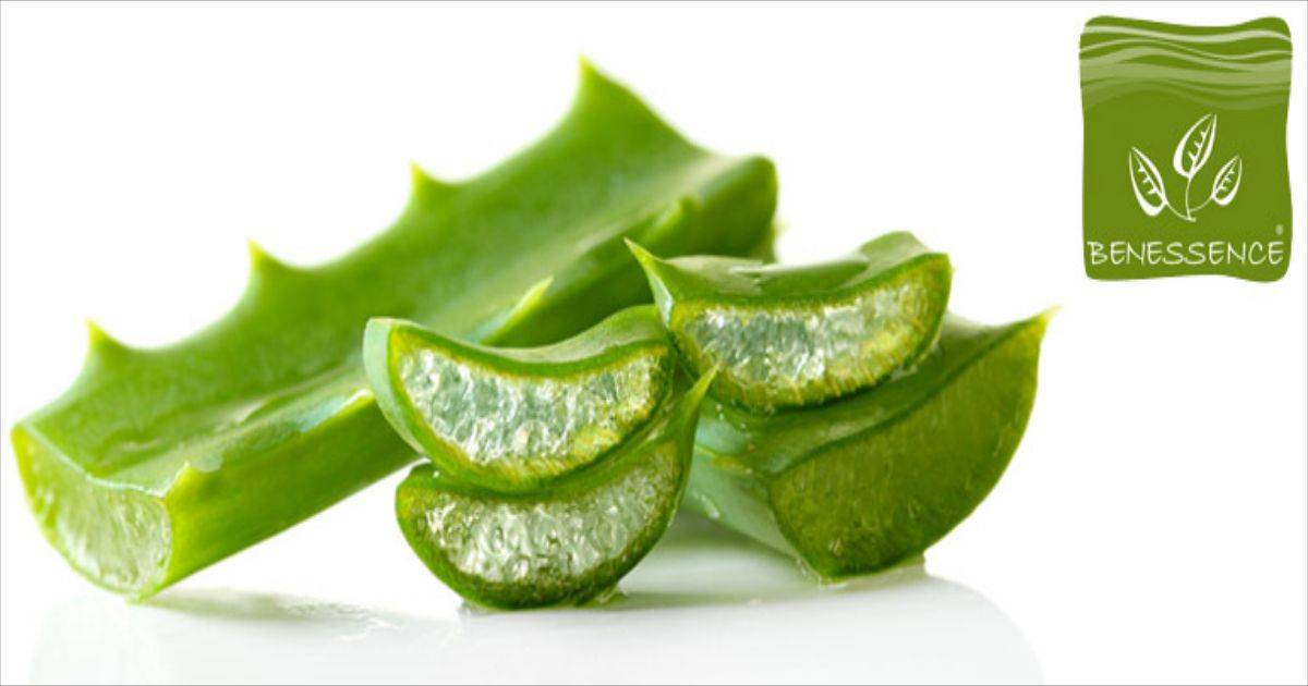 blogs posts aloe vera ben cont 1