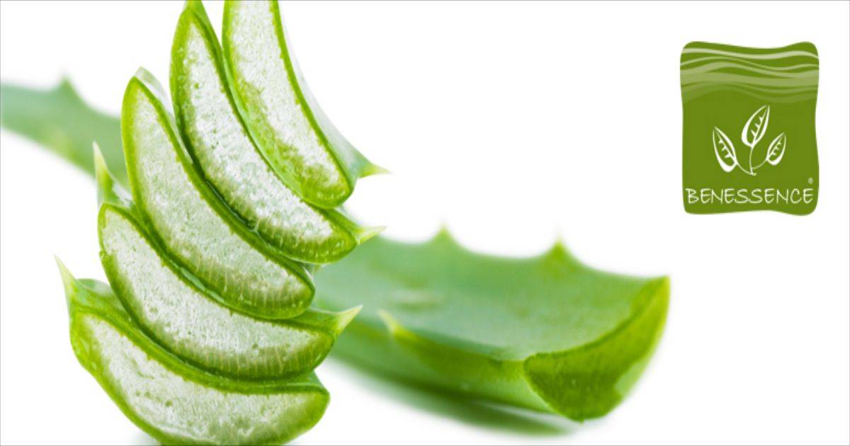 blogs posts ALOE POST 1