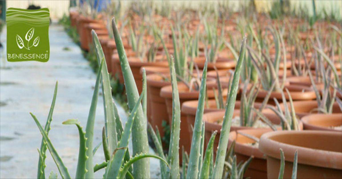 blogs posts aloe vera benessence 1