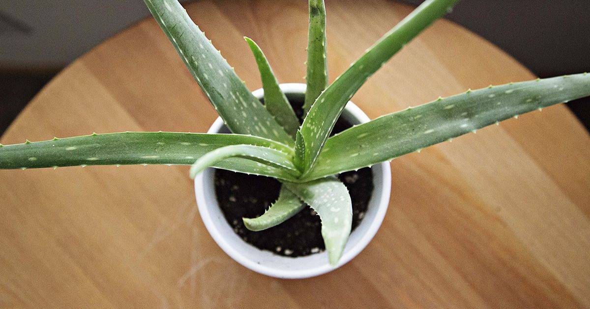 blogs posts aloe vera 918662 1922