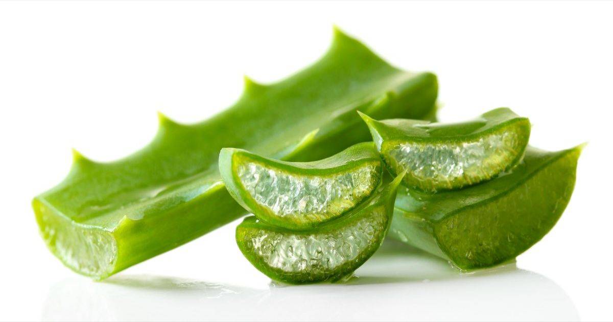 blogs posts aloe vera gel a