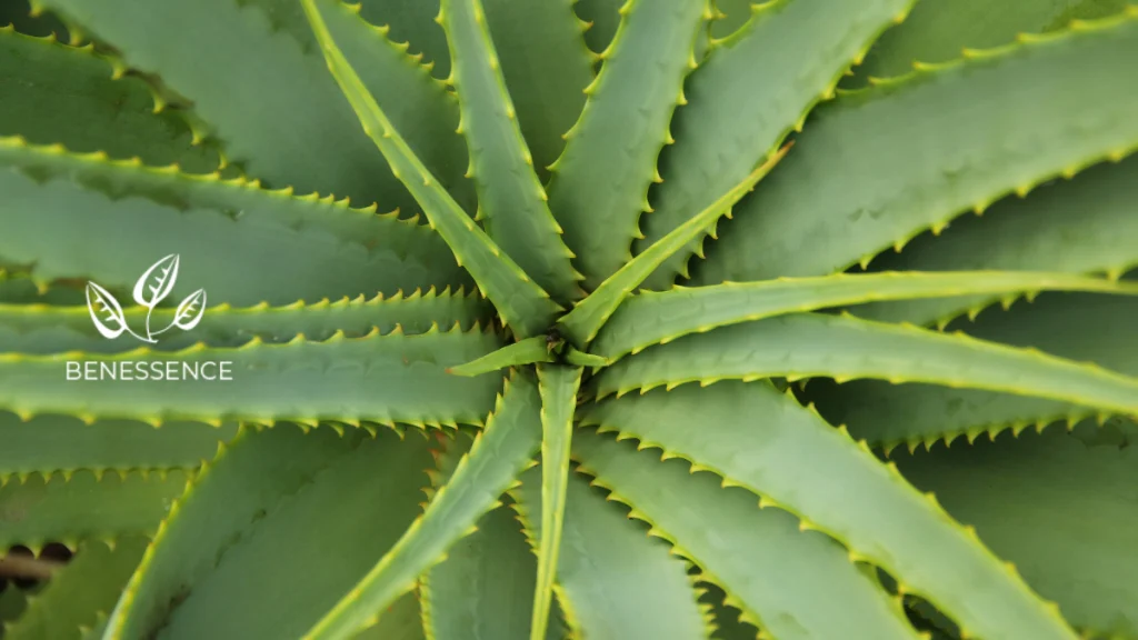 aloe vera