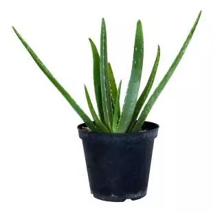 Vaso Aloe Barbadensis