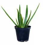 Aloe Barbadensis vase