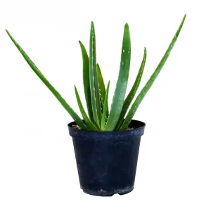 jarrón aloe barbadensis