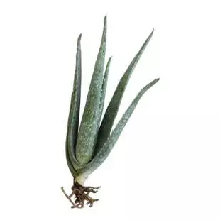 Aloe Vera Barbadensis Plant – 2 Seedlings