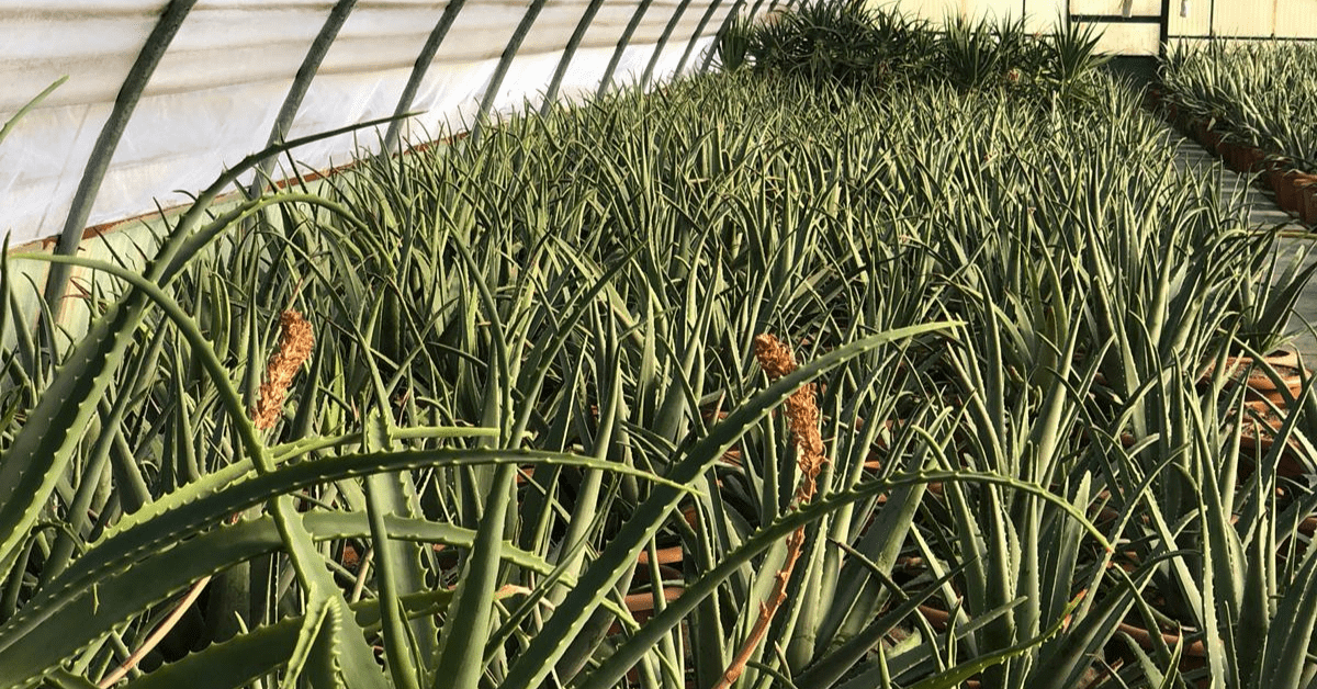 succo e polpa di Aloe vera