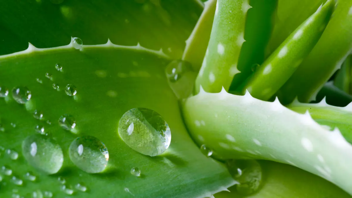 aloe e antrachinoni