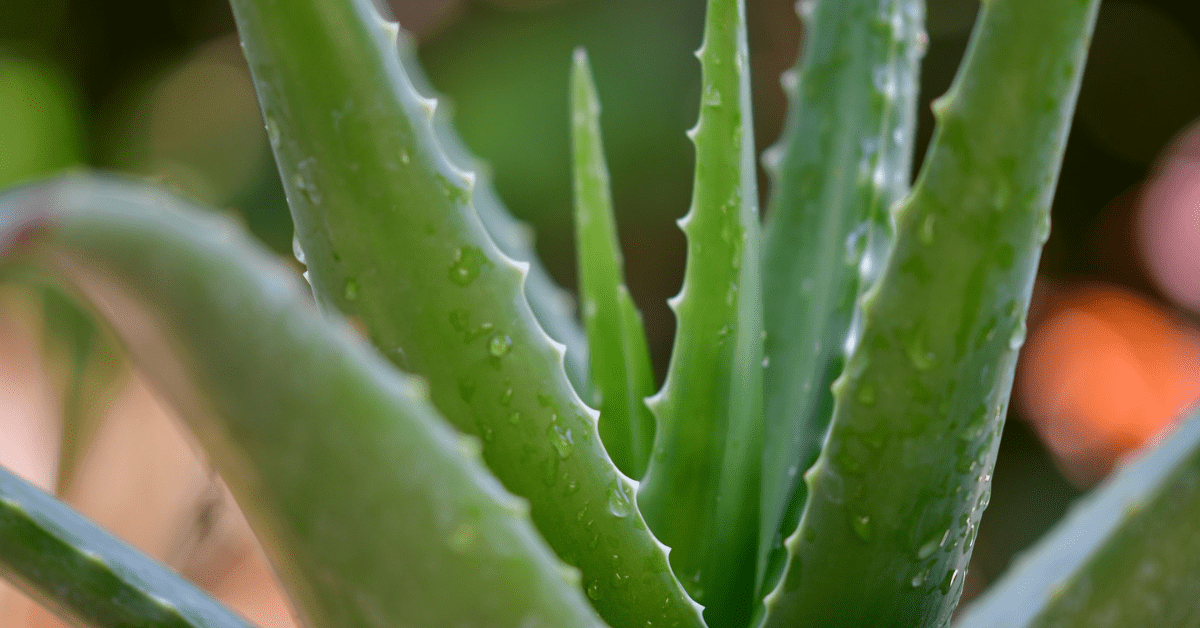 aloe e antrachinoni