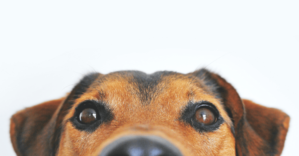 animali a zampe