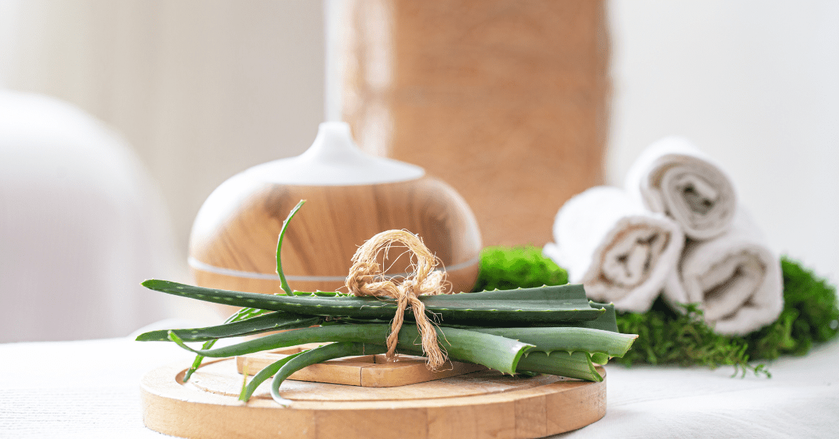 pianta aloe vera come coltivarla a casa
