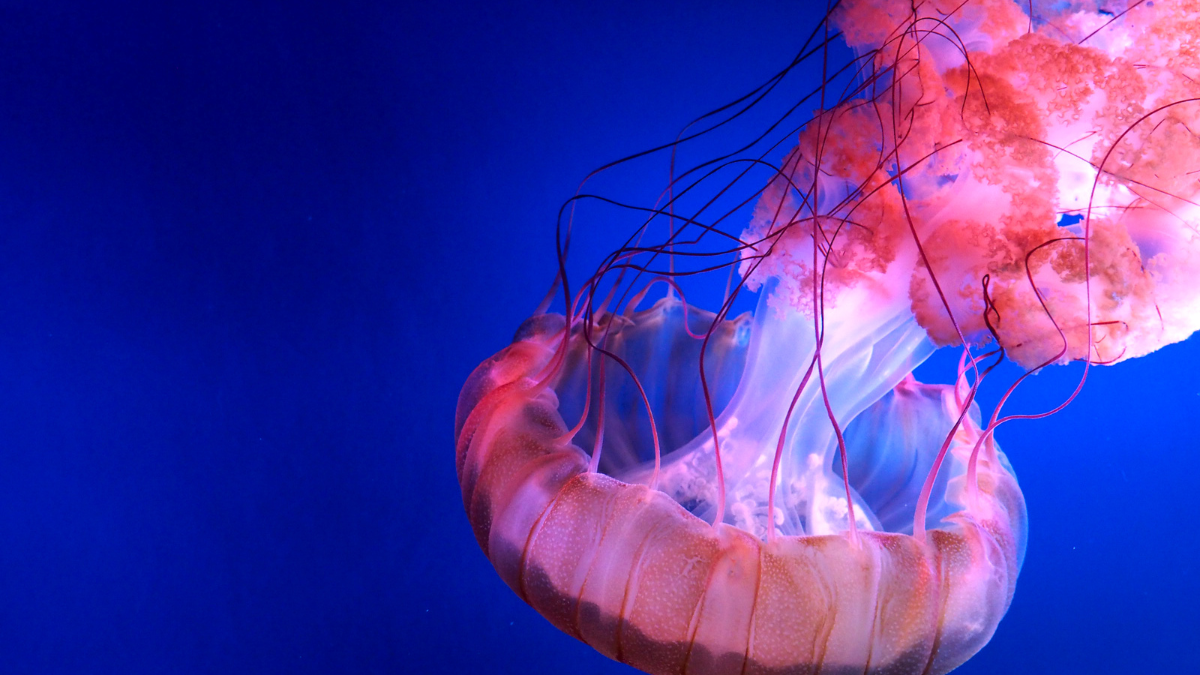 punture-medusa-rimedi