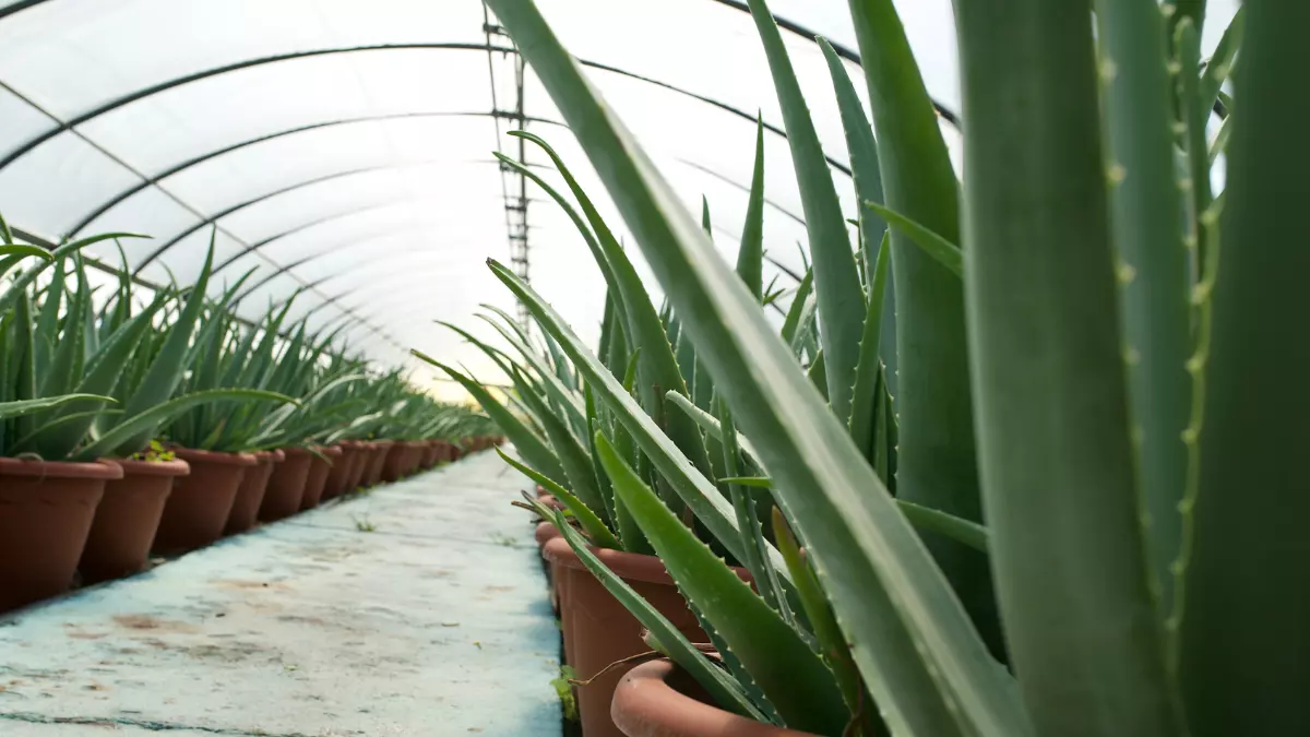 aloe vera da bere