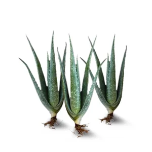 Pianta Aloe Vera Barbadensis - 3 Piantine