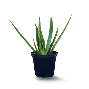 Aloe Barbadensis Vase