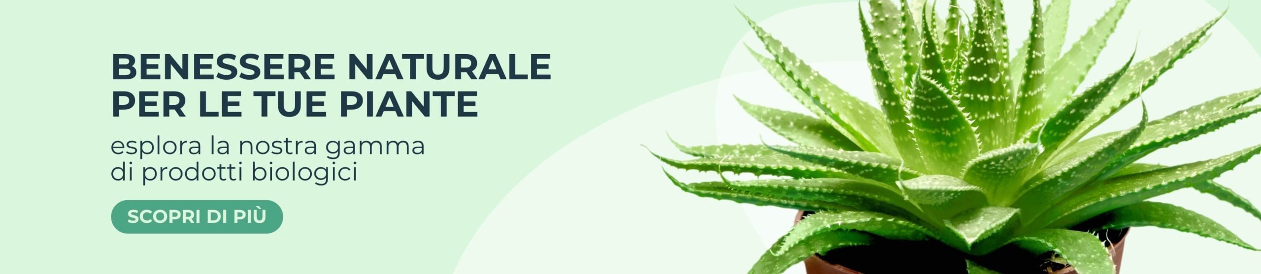 Banner desktop