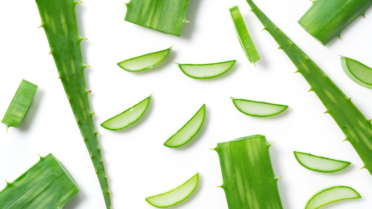 aloe vera