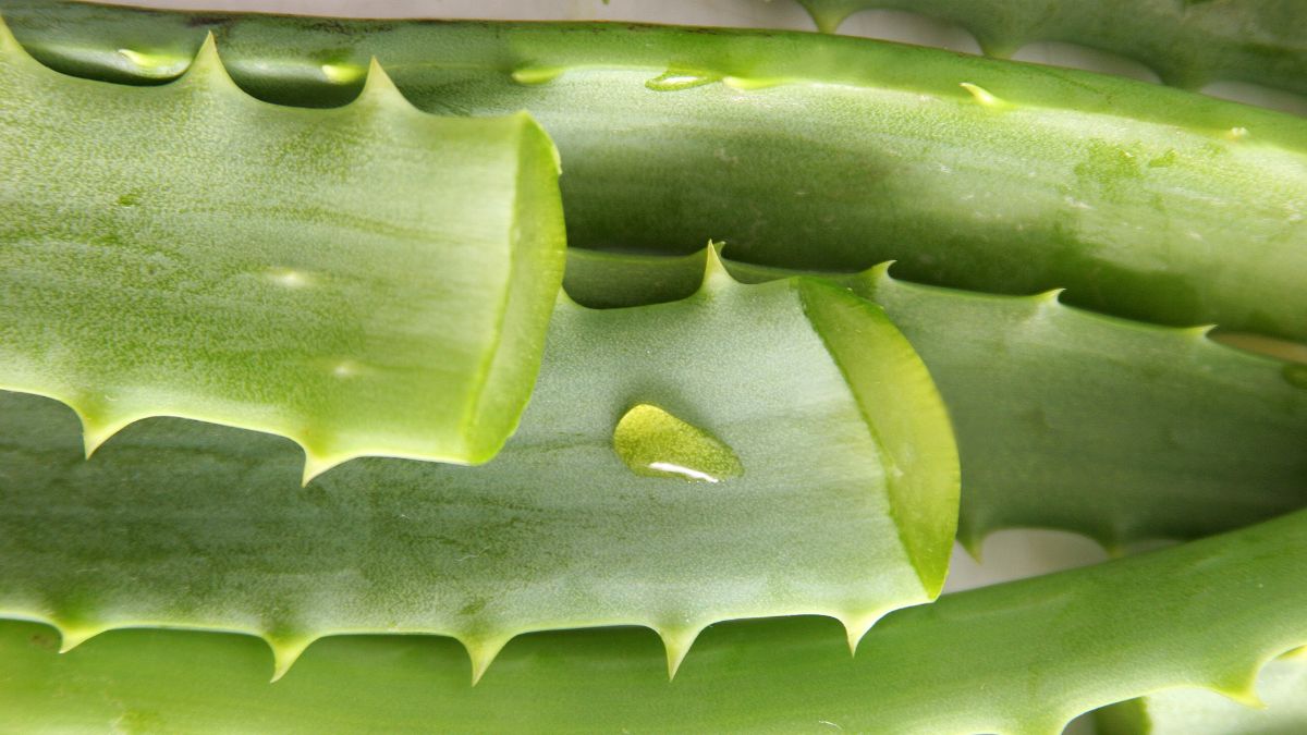 Aloe vera senza aloina