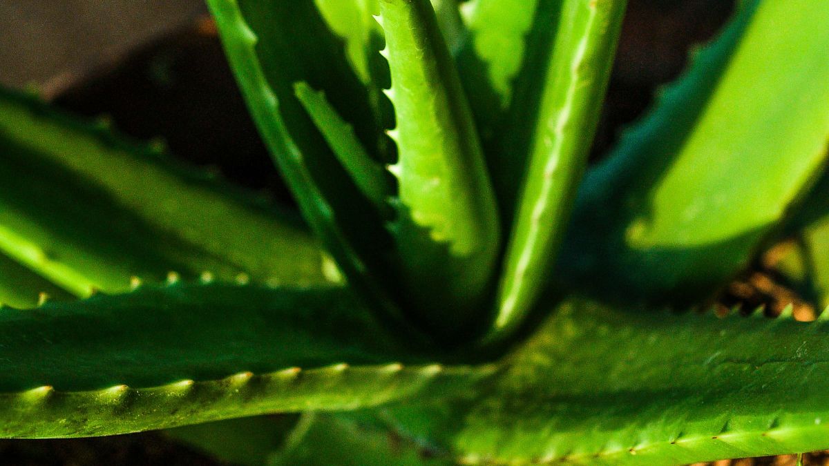 aloe vera benefici