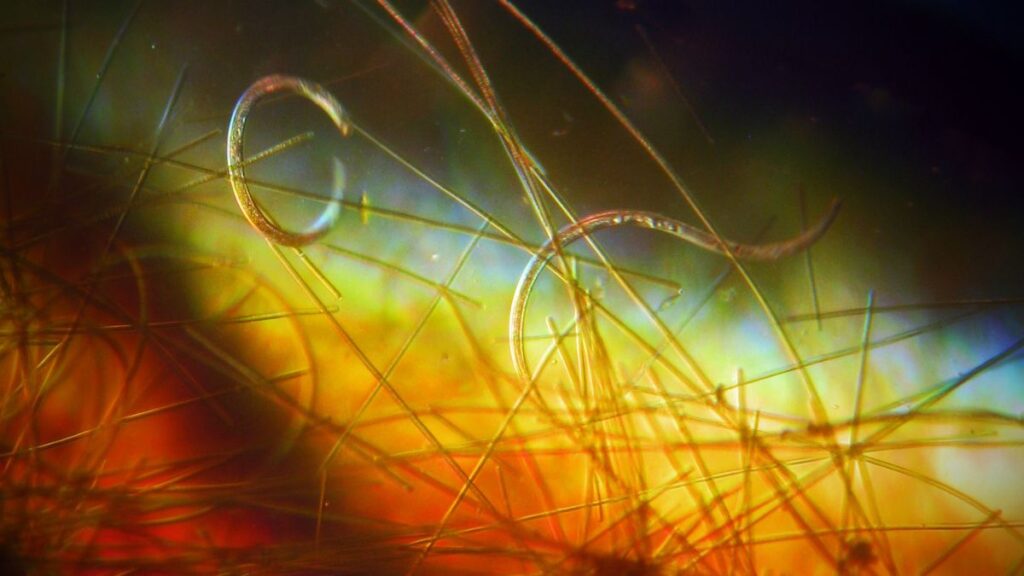 nematodi