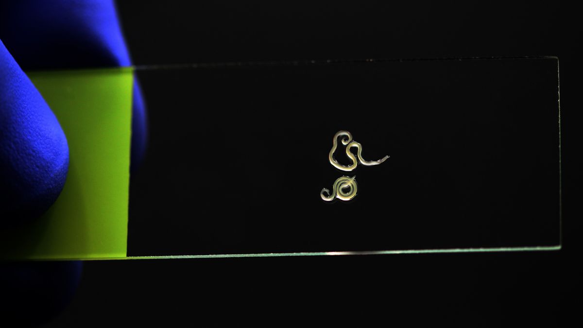 nematodi