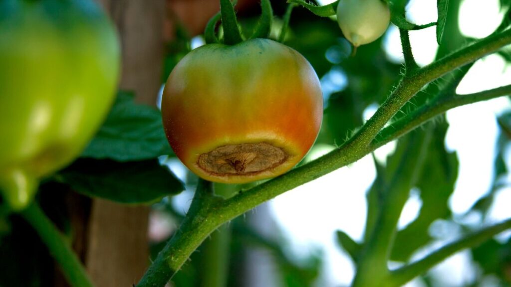 marciume apicale