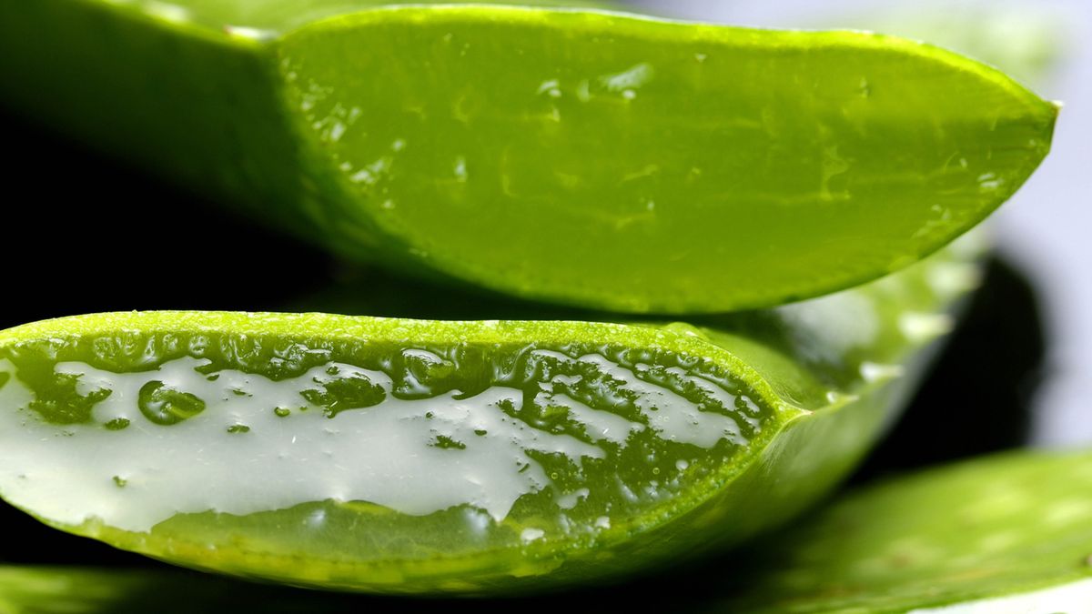 aloe vera proprietà