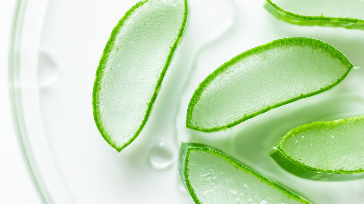 Aloe Vera