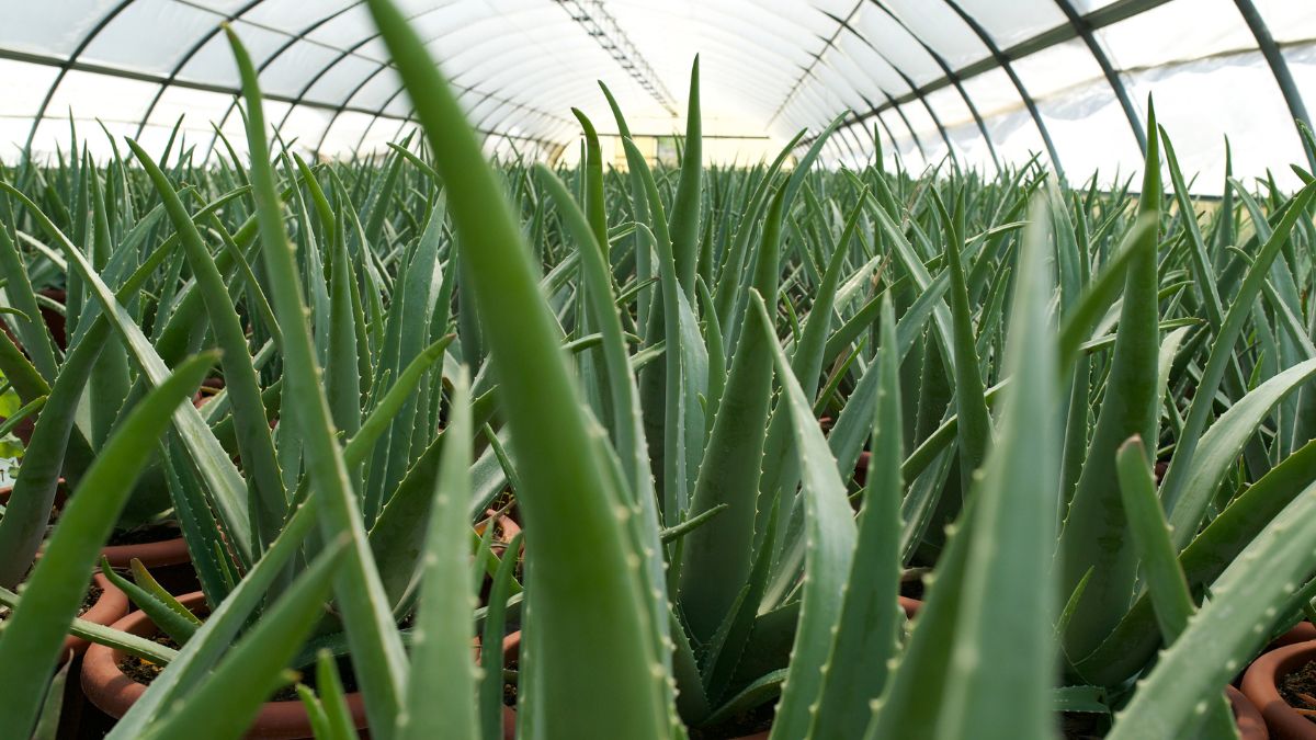Aloe serra