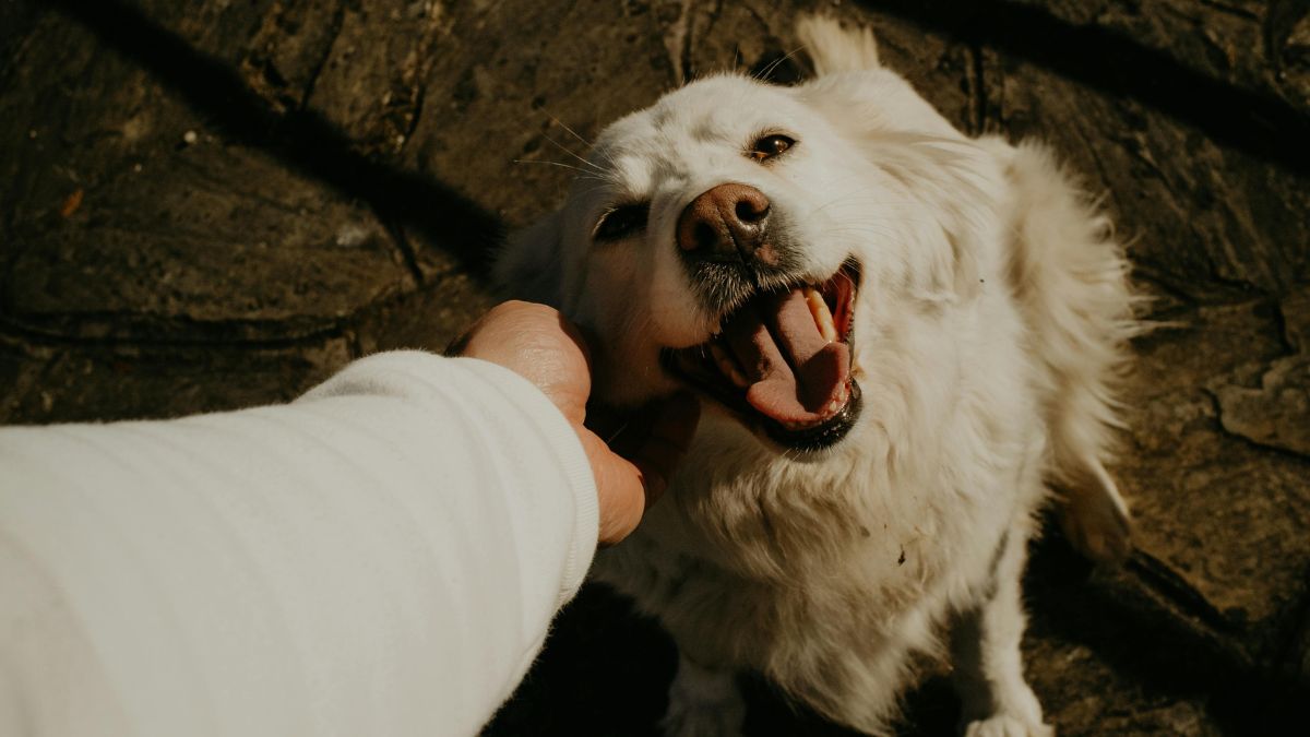 come curare gli animali domestici