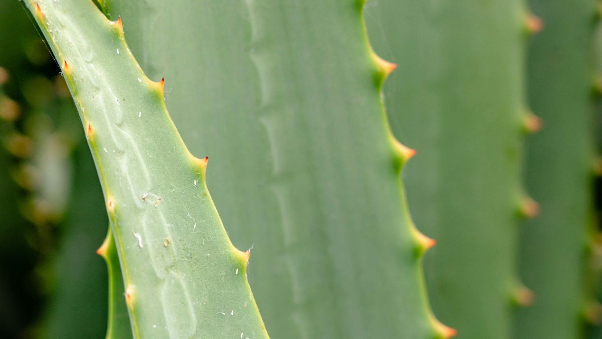 cura della persona in modo naturale