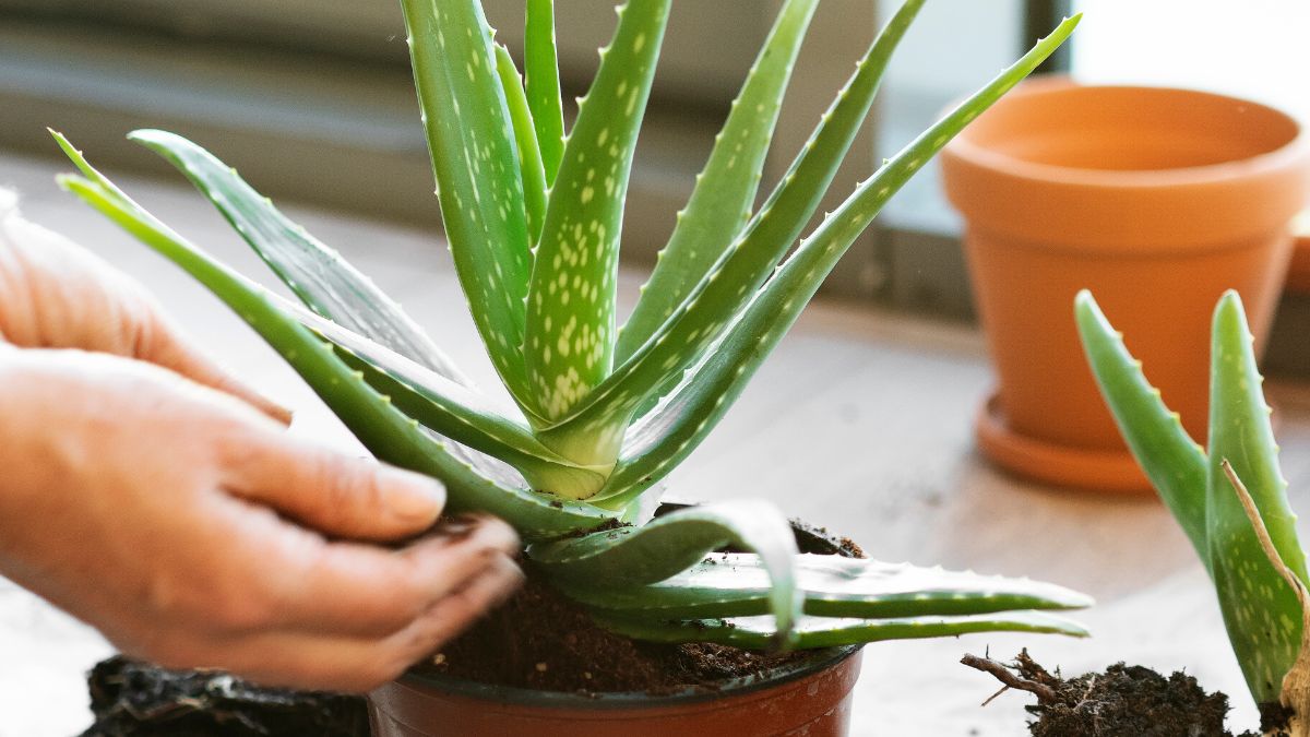 Piante in casa